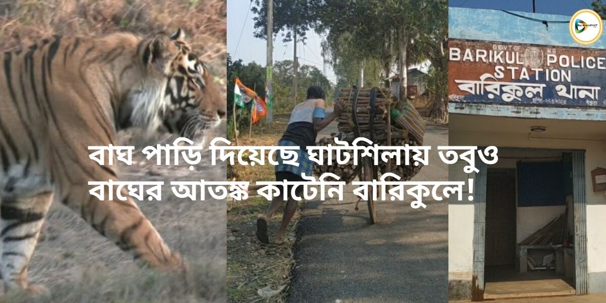 বাঘ পাড়ি দিয়েছে ঘাটশিলায় তবুও বাঘের আতঙ্ক কাটেনি বারিকুলে! বাঘ পাড়ি দিয়েছে ঘাটশিলায় তবুও বাঘের আতঙ্ক কাটেনি বারিকুলে!