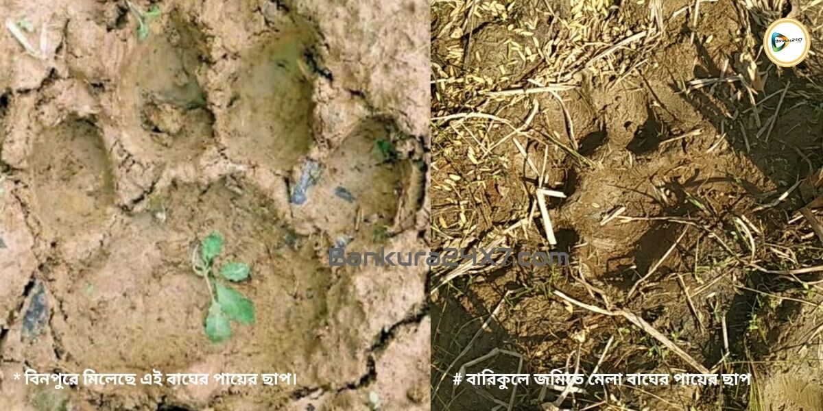 সারা জঙ্গল মহল জুড়ে কি বাড়ছে শার্দূল কুল! জানতে বিনপুর আর বারিকুলে পাওয়া বাঘের পায়ের ছাপ মিলিয়ে দেখছে বন দপ্তর। সারা জঙ্গল মহল জুড়ে কি বাড়ছে শার্দূল কুল! জানতে বিনপুর আর বারিকুলে পাওয়া বাঘের পায়ের ছাপ মিলিয়ে দেখছে বন দপ্তর।