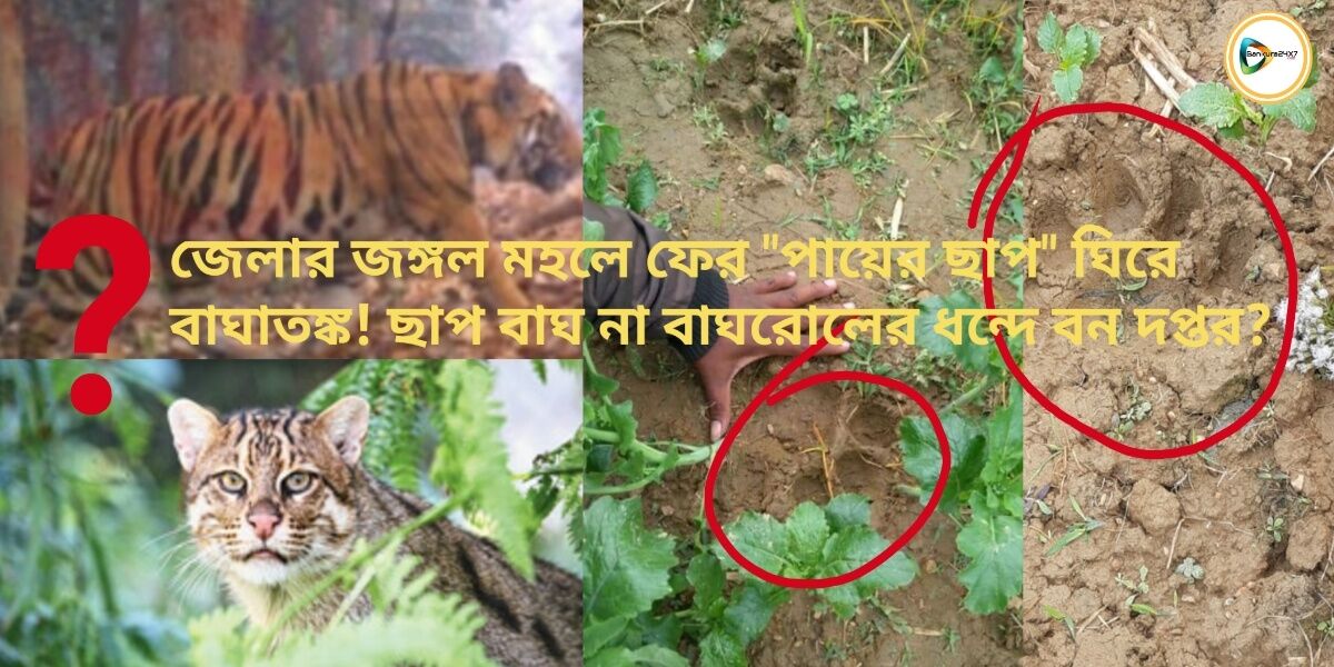 এবার অজানা জন্তুর পায়ের ছাপ ঘিরে বাঘাতঙ্ক বারিকুলে!বাঘ না বাঘরোল ধন্দে বন দপ্তর? এবার অজানা জন্তুর পায়ের ছাপ ঘিরে বাঘাতঙ্ক বারিকুলে!বাঘ না বাঘরোল ধন্দে বন দপ্তর?