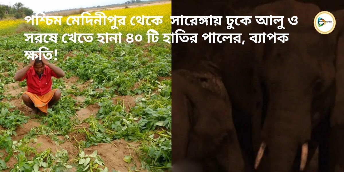 পশ্চিম মেদিনীপুর থেকে সারেঙ্গায় ঢুকে আলু ও সরষে খেতে হানা ৪০ টি হাতির পালের, ব্যাপক ক্ষতি! পশ্চিম মেদিনীপুর থেকে সারেঙ্গায় ঢুকে আলু ও সরষে খেতে হানা ৪০ টি হাতির পালের, ব্যাপক ক্ষতি!