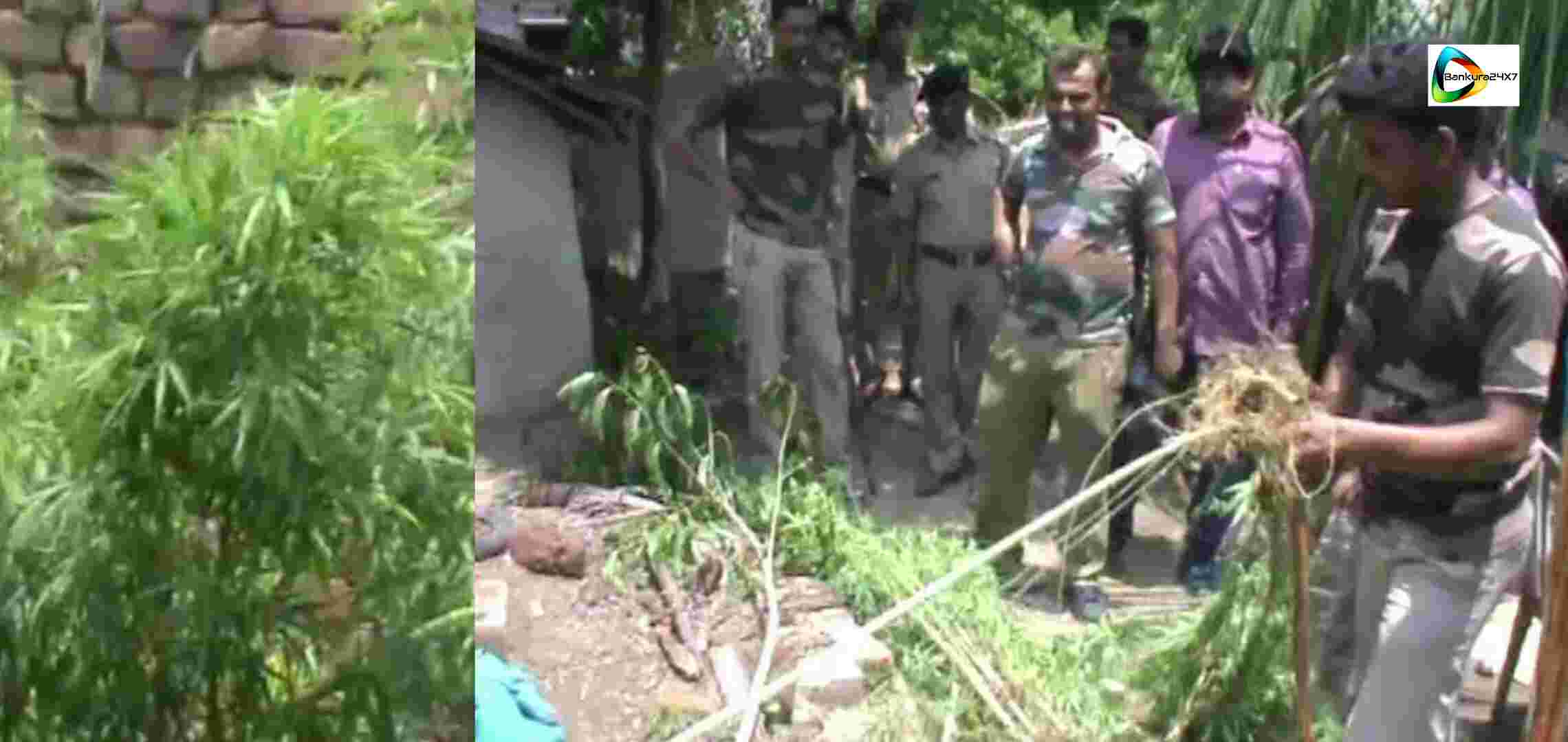 বসত বাড়ীতে গাঁজার চাষ! আচমকা আবগারি হানা! তার পর কি ঘটল? দেখুন ভিডিও। বসত বাড়ীতে গাঁজার চাষ! আচমকা আবগারি হানা! তার পর কি ঘটল? দেখুন ভিডিও।