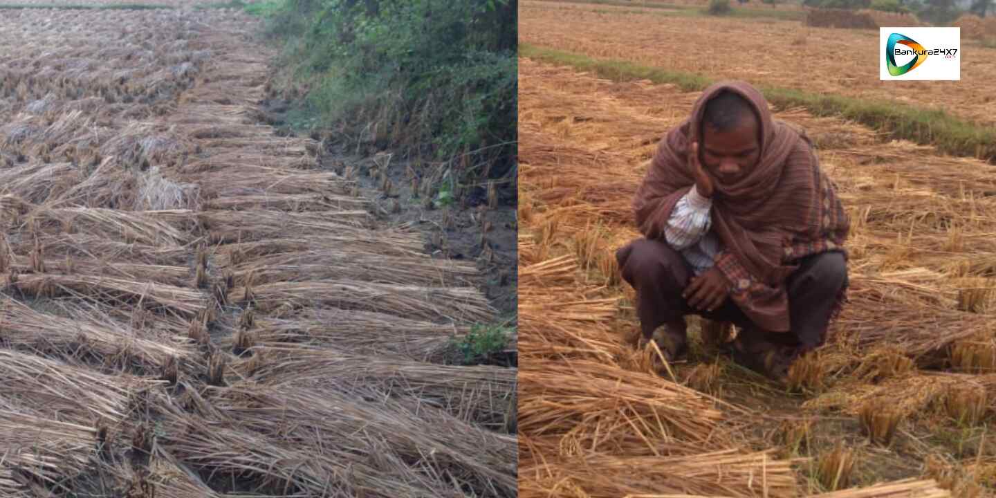 পেতাইয়ের বৃষ্টিতে পাকা ধানে মৈ ! ক্ষতির আশঙ্কায়, দিশেহারা জেলার চাষীরা।