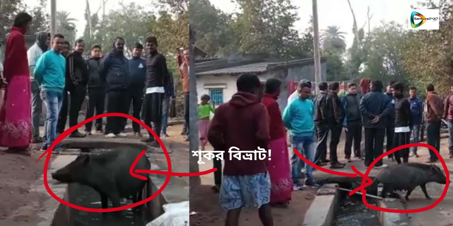 শহরের বস্তিতে,বস্তিতে শূকর,কুকুরের অবাধ বিচরন ঠেকাতে, পুরসভাকে কি দাওয়াই দিলেন জেলাশাসক? জানতে, পড়ুন এই প্রতিবেদন। শহরের বস্তিতে,বস্তিতে শূকর,কুকুরের অবাধ বিচরন ঠেকাতে, পুরসভাকে কি দাওয়াই দিলেন জেলাশাসক? জানতে, পড়ুন এই প্রতিবেদন।