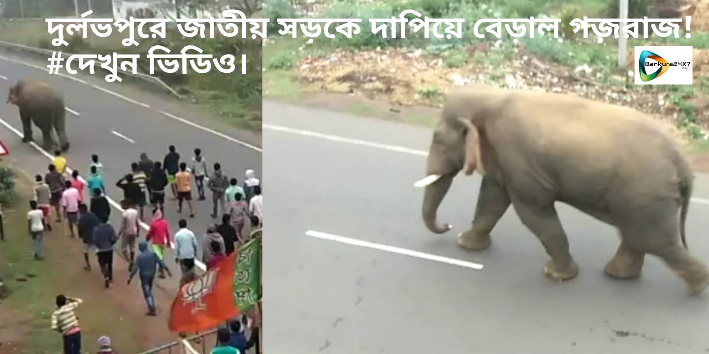 দুর্লভপুরে জাতীয় সড়কে দাপিয়ে বেড়াল গজ রাজ! #দেখুন ভিডিও। দুর্লভপুরে জাতীয় সড়কে দাপিয়ে বেড়াল গজ রাজ! #দেখুন ভিডিও।