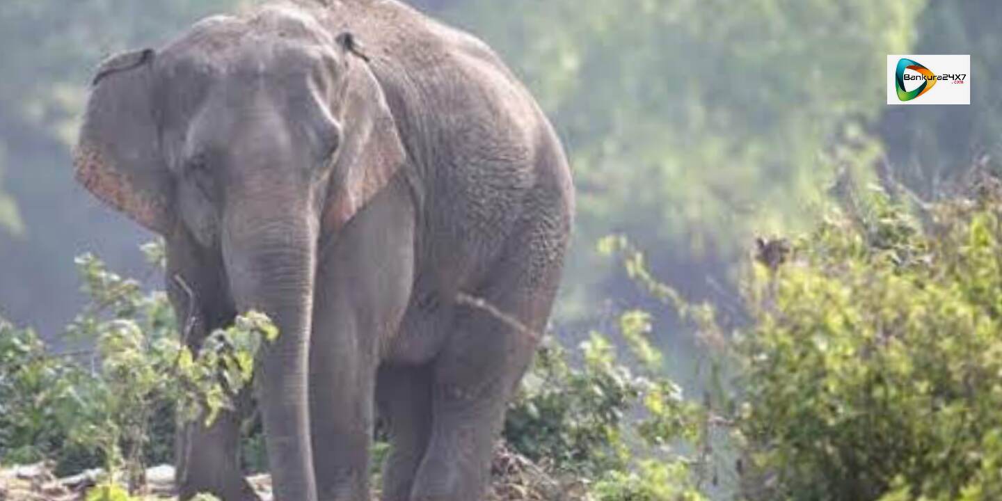 বেলিয়াতোড়ে হাতির হানায় মৃত এক। গ্রাম জুড়ে আতঙ্ক! বেলিয়াতোড়ে হাতির হানায় মৃত এক। গ্রাম জুড়ে আতঙ্ক!