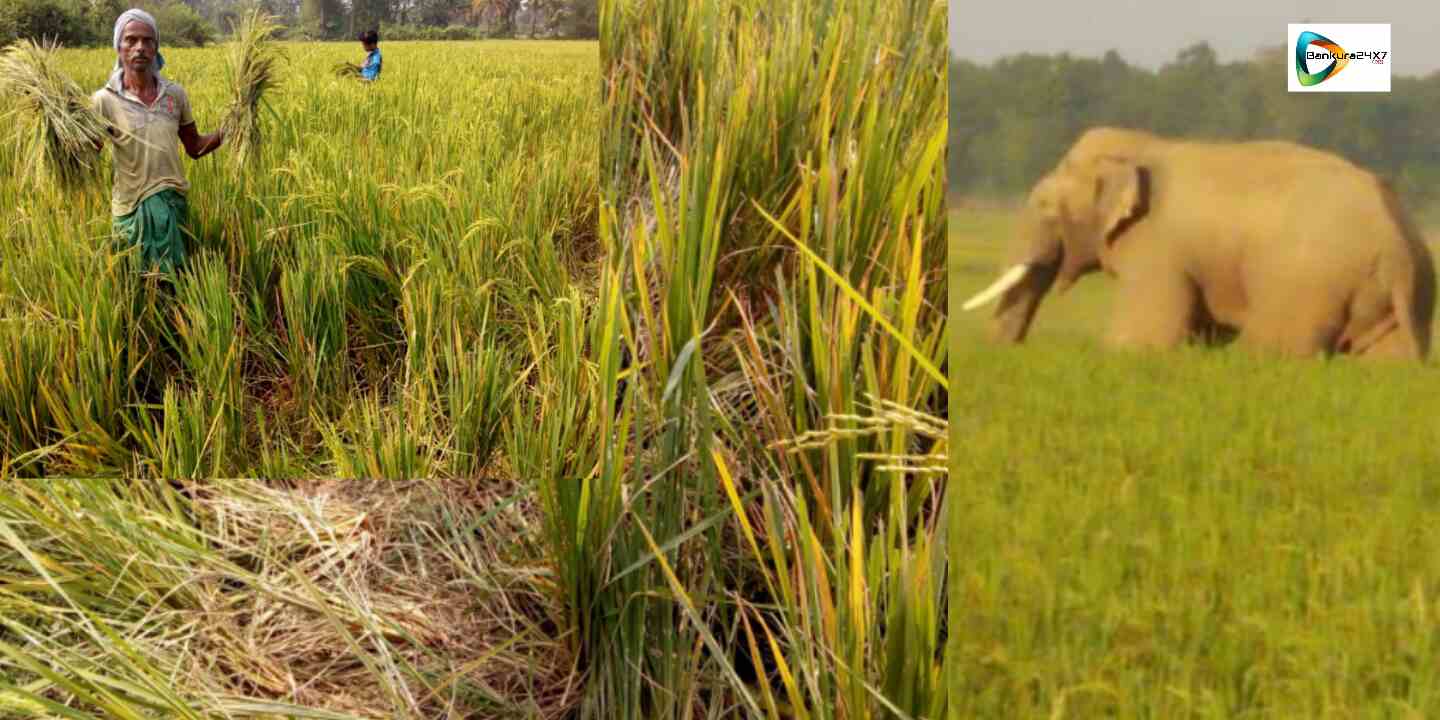 বেলিয়াতোড়ে হাতির হানা ধান জমিতে, ক্ষতির মুখে পড়ে ক্ষুব্ধ চাষীরা হাতি সরানোর দাবীতে সরব হলেন।