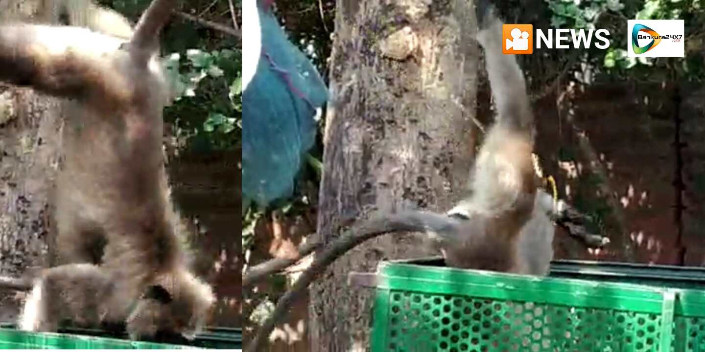 গাছের মগডালে সিঁড়ি লাগিয়ে ,দড়ির ফাঁসে আভিনব কায়দায় অসুস্থ হনুমান উদ্ধার বন দপ্তরের। গাছের মগডালে সিঁড়ি লাগিয়ে ,দড়ির ফাঁসে আভিনব কায়দায় অসুস্থ হনুমান উদ্ধার বন দপ্তরের।