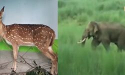 লকডাউনে বেলিয়াতোড়ে বন থেকে বেরিয়ে হাতির হানা, শালতোড়ায় কুকুরের কামড়ে আহত হরিণ। লকডাউনে বেলিয়াতোড়ে বন থেকে বেরিয়ে হাতির হানা, শালতোড়ায় কুকুরের কামড়ে আহত হরিণ।