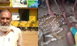 লকডাউনে লোকালয়ে ঢুকে পড়া হরিণের চিকিৎসা শুরু করল বন দপ্তর লকডাউনে লোকালয়ে ঢুকে পড়া হরিণের চিকিৎসা শুরু করল বন দপ্তর