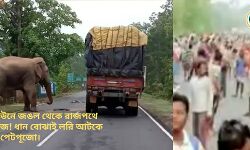 লকডাউনে জঙল থেকে রাজপথে গজরাজ! ধান বোঝাই লরি আটকে সারল পেটপূজো। লকডাউনে জঙল থেকে রাজপথে গজরাজ! ধান বোঝাই লরি আটকে সারল পেটপূজো।