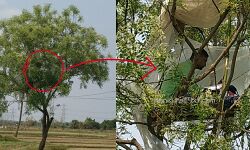 মোবাইলে নেট সংযোগ পেতে, নিমগাছের মগডালে মাচা বেঁধে ডাব্লুবিসিএসের অভিনব ভার্চুয়াল কোচিং সুব্রতর। মোবাইলে নেট সংযোগ পেতে, নিমগাছের মগডালে মাচা বেঁধে ডাব্লুবিসিএসের অভিনব ভার্চুয়াল কোচিং সুব্রতর।