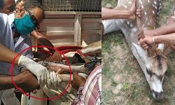 হাসপাতালে হরিণ! অস্ত্রোপচার করে জোড়া হল ভাঙ্গা পা। দেখুন ভিডিও প্রতিবেদন। হাসপাতালে হরিণ! অস্ত্রোপচার করে জোড়া হল ভাঙ্গা পা। দেখুন ভিডিও প্রতিবেদন।