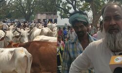 করোনা আতঙ্কে রাজ্যে স্কুল,কলেজ বন্ধ, অথচ,শুনুকপাহাড়ীতে হাজার,হাজার মানুষ আর গবাদি পশুর ভীড়ে হাট চলছে রমরমিয়ে।