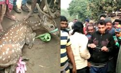 সারেঙ্গার চিংড়ার রাবনবাঁধ গ্রামে উদ্ধার হওয়া হরিণটিকে নেকড়াপাহাড়ীর জঙ্গলে ছাড়ল বন দপ্তর।