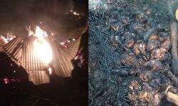 বেলিয়াতোড়ে পোল্ট্রি ফার্মে আগুন, ভস্মীভূত প্রায় আড়াই হাজার মুরগী!