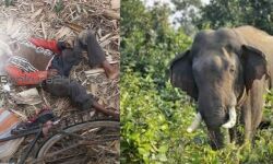 জেলায় ফের হাতির হানায়  মৃত্যু,বেলিয়াতোড়ে মৃত বন দপ্তরের অস্থায়ী শ্রমিক।