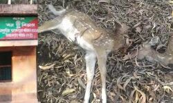 মুকুটমনিপুরে তিন হরিণের মৃত্যু,বন দপ্তরের তদন্ত শুরু,বসছে নুতন জালের বেড়া।