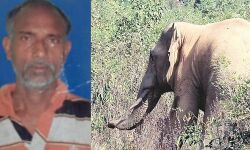 বেলিয়াতোড়ে উন্মত্ত আবাসিক হাতির আক্রমণে মৃত্যু গ্রামবাসীর। নুতন বছরেই হাতির হানায় জেলায় মৃত্যু ৫ জনের।