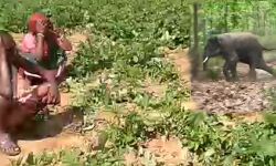 এবার হাতির হানায় ফসল নষ্ট জঙ্গল মহলে! চাষীদের দাবী ক্ষতিপূরণ নয়,হাতির পাল ঠেকানোতে জোর দিক বনদপ্তর।