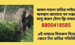 জঙ্গল মহলে হাতির অবস্থান জানাতে চালু মিস কল এলার্ট সার্ভিস। পাঁচ ভাগে ছত্রভঙ্গ হাতির দলকে বান্দোয়ানে পাঠানোর চেষ্টা বন দপ্তরের।