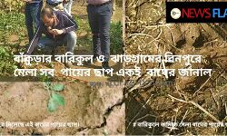 বাঁকুড়ার বারিকুল ও  ঝাড়গ্রামের বিনপুরে মেলা সব  পায়ের ছাপ একই বাঘের পায়ের বলে জানাল বন দপ্তর। এবং এই একটি বাঘই বারিকুল ও বিনপুরে দাপিয়ে বেড়াচ্ছে বলে বাঘের পায়ের ছাপে প্রমানিত বলে, দাবী বন দপ্তরের। বাঁকুড়ার বারিকুল ও  ঝাড়গ্রামের বিনপুরে মেলা সব  পায়ের ছাপ একই বাঘের পায়ের বলে জানাল বন দপ্তর। এবং এই একটি বাঘই বারিকুল ও বিনপুরে দাপিয়ে বেড়াচ্ছে বলে বাঘের পায়ের ছাপে প্রমানিত বলে, দাবী বন দপ্তরের।