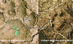 সারা জঙ্গল মহল জুড়ে কি বাড়ছে শার্দূল কুল! জানতে বিনপুর আর বারিকুলে পাওয়া বাঘের পায়ের ছাপ মিলিয়ে দেখছে বন দপ্তর। সারা জঙ্গল মহল জুড়ে কি বাড়ছে শার্দূল কুল! জানতে বিনপুর আর বারিকুলে পাওয়া বাঘের পায়ের ছাপ মিলিয়ে দেখছে বন দপ্তর।