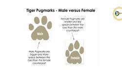 বাঘ নয়!পায়ের ছাপ বাঘিনীর?জোরালো হচ্ছে আশঙ্কা। যাচাইয়ে, বারিকুলে ট্র্যাপ ক্যামেরা বসাচ্ছে বন দপ্তর। বাঘ নয়!পায়ের ছাপ বাঘিনীর?জোরালো হচ্ছে আশঙ্কা। যাচাইয়ে, বারিকুলে ট্র্যাপ ক্যামেরা বসাচ্ছে বন দপ্তর।