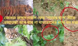 এবার অজানা জন্তুর পায়ের ছাপ ঘিরে বাঘাতঙ্ক বারিকুলে!বাঘ না বাঘরোল ধন্দে বন দপ্তর? এবার অজানা জন্তুর পায়ের ছাপ ঘিরে বাঘাতঙ্ক বারিকুলে!বাঘ না বাঘরোল ধন্দে বন দপ্তর?