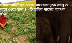 পশ্চিম মেদিনীপুর থেকে  সারেঙ্গায় ঢুকে আলু ও সরষে খেতে হানা ৪০ টি হাতির পালের, ব্যাপক ক্ষতি! পশ্চিম মেদিনীপুর থেকে  সারেঙ্গায় ঢুকে আলু ও সরষে খেতে হানা ৪০ টি হাতির পালের, ব্যাপক ক্ষতি!
