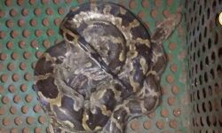 সোনামুখী শহরের নিকাশি নালা থেকে উদ্ধার হওয়া অজগরটিকে সুস্থ করে জঙ্গলে ছাড়ল বন দপ্তর। সোনামুখী শহরের নিকাশি নালা থেকে উদ্ধার হওয়া অজগরটিকে সুস্থ করে জঙ্গলে ছাড়ল বন দপ্তর।