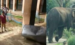 মিড ডে মিলের ভাঁড়ার ঘরে হানা দিয়ে চাল সাবাড় করে চম্পট তিন হাতির। গদারডিহি হাই স্কুলে চাঞ্চল্য! মিড ডে মিলের ভাঁড়ার ঘরে হানা দিয়ে চাল সাবাড় করে চম্পট তিন হাতির। গদারডিহি হাই স্কুলে চাঞ্চল্য!