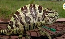 সিমলাপালে পি এইচ ই পাম্প হাউসে উদ্ধার ক্যামেলিয়ন। #🎦 দেখুন ভিডিও। সিমলাপালে পি এইচ ই পাম্প হাউসে উদ্ধার ক্যামেলিয়ন। #🎦 দেখুন ভিডিও।