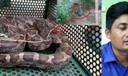 সোনামুখীতে পটল জমির মাচার তারের জালে আটকে থাকা পাইথন উদ্ধার করল বনদপ্তর। সোনামুখীতে পটল জমির মাচার তারের জালে আটকে থাকা পাইথন উদ্ধার করল বনদপ্তর।