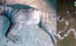 পাত্রসায়রে উদ্ধার হওয়া হায়নার মৃতদেহের ময়নাতদন্ত করল বনদপ্তর। পাত্রসায়রে উদ্ধার হওয়া হায়নার মৃতদেহের ময়নাতদন্ত করল বনদপ্তর।