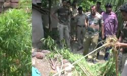 বসত বাড়ীতে গাঁজার চাষ! আচমকা আবগারি হানা! তার পর কি ঘটল? দেখুন ভিডিও।