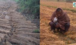 পেতাইয়ের বৃষ্টিতে পাকা ধানে মৈ ! ক্ষতির আশঙ্কায়, দিশেহারা জেলার চাষীরা। পেতাইয়ের বৃষ্টিতে পাকা ধানে মৈ ! ক্ষতির আশঙ্কায়, দিশেহারা জেলার চাষীরা।