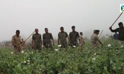 মেজিয়ার দামোদর চরে অভিযান চালিয়ে ৩৫ বিঘা জমির বেআইনী পোস্ত  চাষ নষ্ট করল আবগারি দপ্তর।