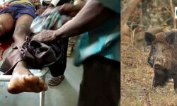 সারেঙ্গায় বন শুয়োরের আক্রমণে যুবকের মৃত্যু, জখম আরো এক। সারেঙ্গায় বন শুয়োরের আক্রমণে যুবকের মৃত্যু, জখম আরো এক।