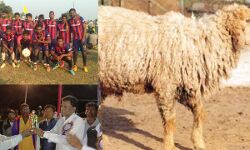 জঙ্গল মহলের রানিবাঁধে ফুটবল প্রতিযোগিতা পুরস্কার হিসেবে মিলল বিশাল ওজনের ভেঁড়া ! জঙ্গল মহলের রানিবাঁধে ফুটবল প্রতিযোগিতা পুরস্কার হিসেবে মিলল বিশাল ওজনের ভেঁড়া !