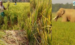 বেলিয়াতোড়ে হাতির হানা ধান জমিতে, ক্ষতির মুখে পড়ে ক্ষুব্ধ চাষীরা হাতি সরানোর দাবীতে সরব হলেন।