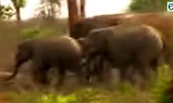 এবার অসময়ে জেলায় ঢুকে পড়ল ৩০টি হাতির পাল! এখন সোনামুখীর মানিকবাজারে ঘাঁটি গেড়েছে পালটি। এবার অসময়ে জেলায় ঢুকে পড়ল ৩০টি হাতির পাল! এখন সোনামুখীর মানিকবাজারে ঘাঁটি গেড়েছে পালটি।